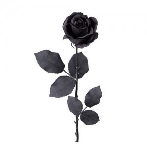 črna vrtnica